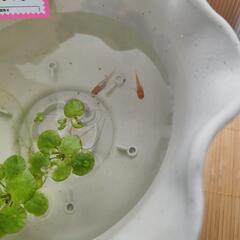 オランジェ他、追加しました！の画像