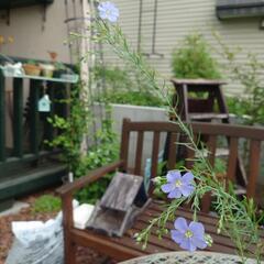 花★苗  宿根アマ  宿根草  ガーデニング の画像