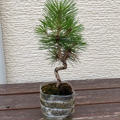 盆栽　松の画像