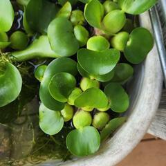 ミックスめだかと水草、ミナミヌマエビの画像