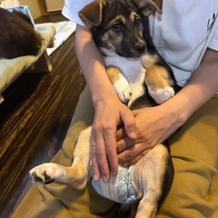 子犬の雑種くーちゃん