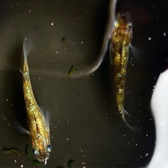 金斑ラメ（オリジナル）　稚魚〜産卵中若魚の画像