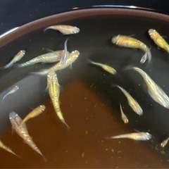 金斑ラメ（オリジナル）　稚魚〜産卵中若魚の画像