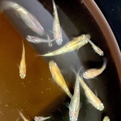 金斑ラメ（オリジナル）　稚魚〜産卵中若魚の画像