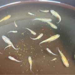 金斑ラメ（オリジナル）　稚魚〜産卵中若魚の画像