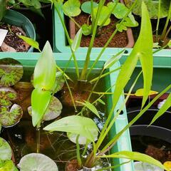 ビオトープの為の『水草』！の画像