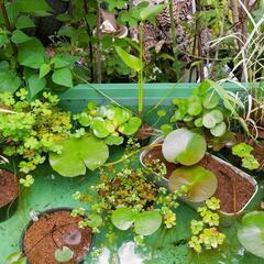 ビオトープの為の『水草』！の画像