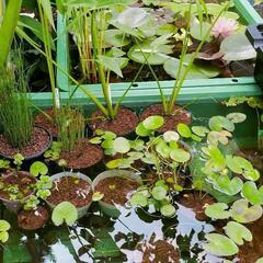 ビオトープの為の『水草』！