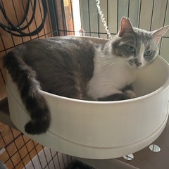 2歳オスの【うさまる】