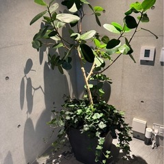 引き渡しが決まりました　観葉植物　10号鉢　鉢つきの画像