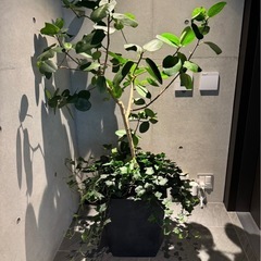 引き渡しが決まりました　観葉植物　10号鉢　鉢つきの画像