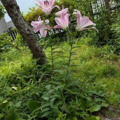 ◯ユリの花の画像
