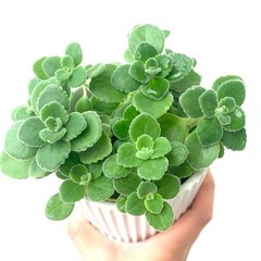 【天然の虫除け！】アロマティカス ハーブ　多肉植物
