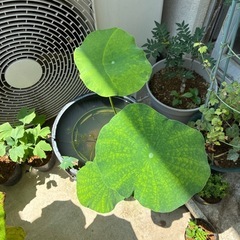 八重咲　大型蓮の画像