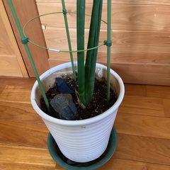 サンスベリア・スタッキー　　鉢植え　②の画像