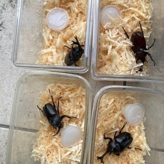 【在庫なし】国産カブトムシ　ペア　成虫　の画像