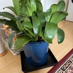 観葉植物 健康的な緑色の葉　君子蘭