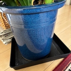 観葉植物 健康的な緑色の葉　君子蘭の画像