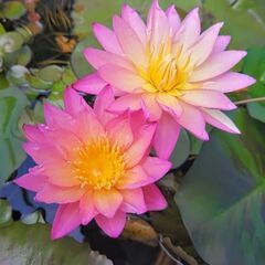 熱帯スイレン開花株・鉢植えなのでそのまま楽しめます