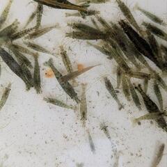 １名様ミナミヌマエビ約200匹の画像