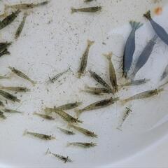 １名様ミナミヌマエビ約200匹の画像