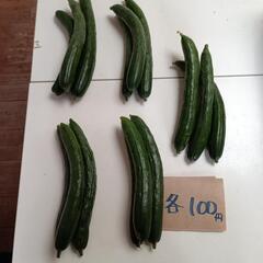 キュウリ 100円
