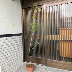 ③ シマトネリコ　　190センチ