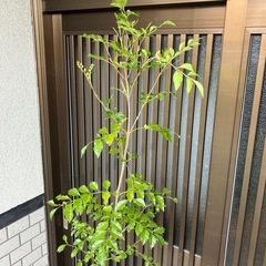 ③ シマトネリコ　　190センチの画像
