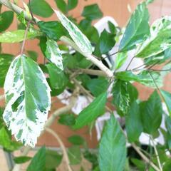 激レア❗️
観葉植物 斑入り フィカス・アスペラ・パーセリー 大型の画像