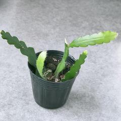 観葉植物　サボテン　フィッシュボーンカクタス　抜き苗　ハンギング...