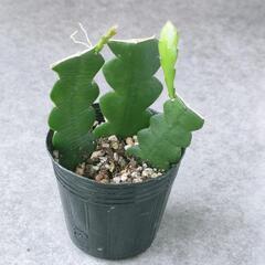 観葉植物　サボテン　フィッシュボーンカクタス　抜き苗　ハンギング...