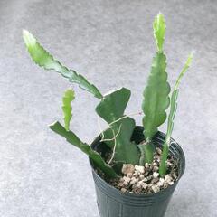 観葉植物　サボテン　フィッシュボーンカクタス　抜き苗　ハンギング...