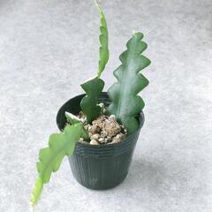 観葉植物　サボテン　フィッシュボーンカクタス　抜き苗　ハンギング...