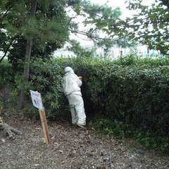 西宮市の蜂の巣駆除ならサカモトサービスへ（アシナガ蜂・スズメ蜂・ミツバチ） - 西宮市