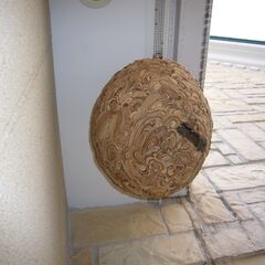 西宮市の蜂の巣駆除ならサカモトサービスへ（アシナガ蜂・スズメ蜂・ミツバチ） − 兵庫県