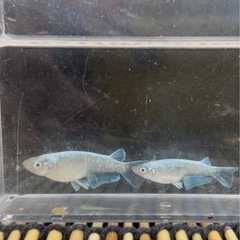 めだか:エメキン(色なし)2ペア　まるこうメダカの画像