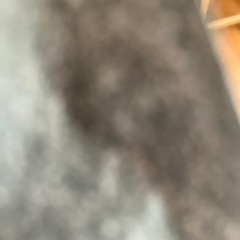 サムゲタンの画像