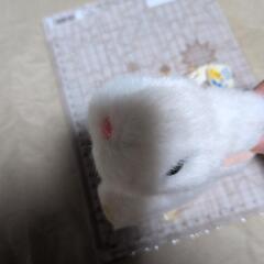 ウサギぬいぐるみの画像