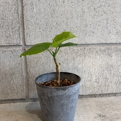 ウンベラータ・観葉植物・25センチの画像