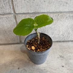 ウンベラータ・観葉植物・25センチの画像