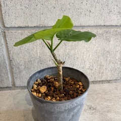 ウンベラータ・観葉植物・25センチの画像