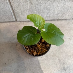 ウンベラータ・観葉植物・25センチの画像