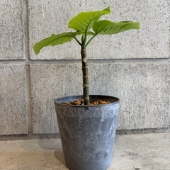 ウンベラータ・観葉植物・30センチの画像