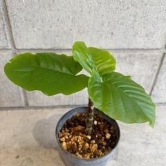 ウンベラータ・観葉植物・30センチの画像