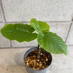 ウンベラータ・観葉植物・30センチの画像