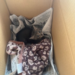 推定1ヶ月の子猫ちゃんです！