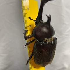 カブトムシあげますの画像