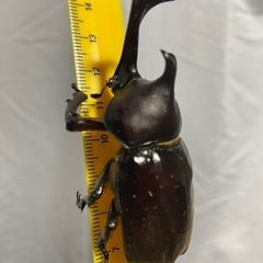 カブトムシあげますの画像
