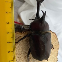 カブトムシあげますの画像