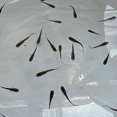#33ブラックダイヤヒレ長　グレー系　幼魚〜若魚　10匹¥500 25匹¥1,000 2025/07/04の画像